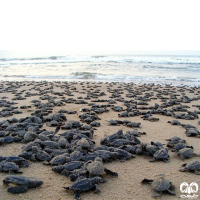 گونه لاکپشت زیتونی ریدلی Olive Ridley Turtle